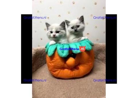TICA Reg Ragdoll Kittens Nu Klaar
