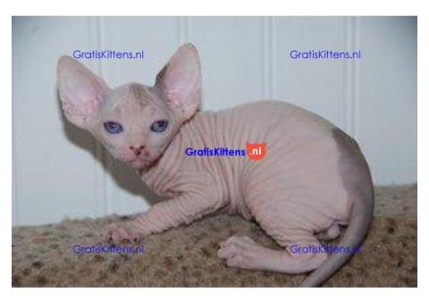Blauwogige Sphynxkittens nu klaar