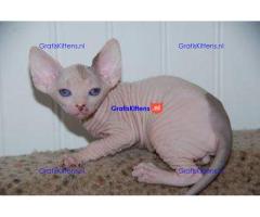 Blauwogige Sphynxkittens nu klaar
