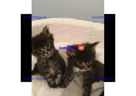 Zwarte Tabby Maine Coon Kittens