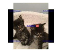 Zwarte Tabby Maine Coon Kittens