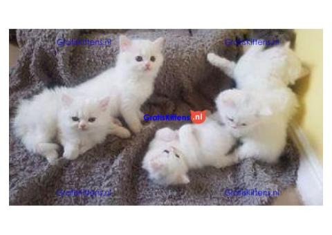 Zuiver witte Perzische kitten achtergelaten