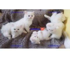 Zuiver witte Perzische kitten achtergelaten