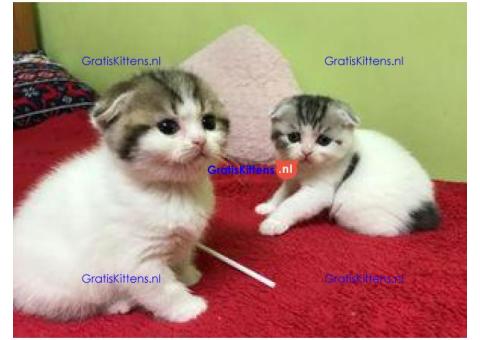 Lieve Scottish Folds-baby's