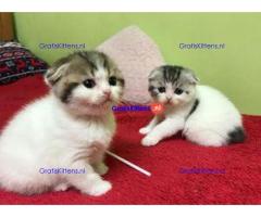 Lieve Scottish Folds-baby's