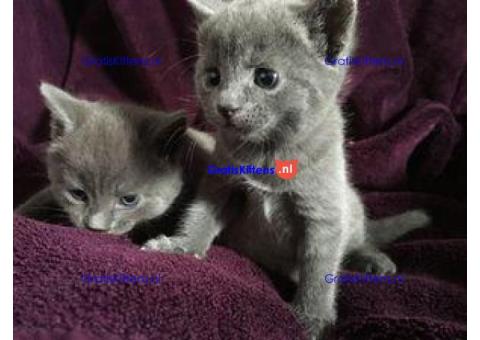 Russisch Blauwe Kittens beschikbaar