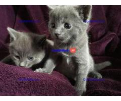 Russisch Blauwe Kittens beschikbaar