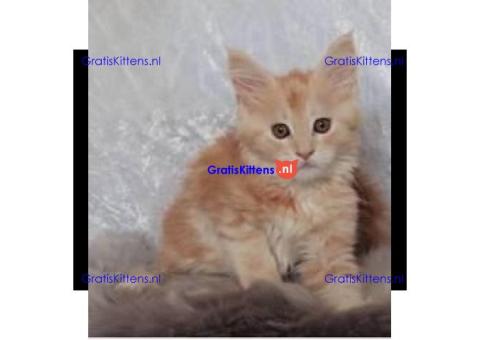 Maine Coon kittens beschikbaar