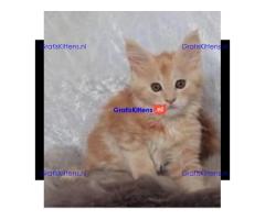 Maine Coon kittens beschikbaar