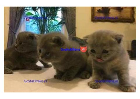 Schattige Schotse hetero kittens beschikbaar