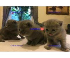 Schattige Schotse hetero kittens beschikbaar