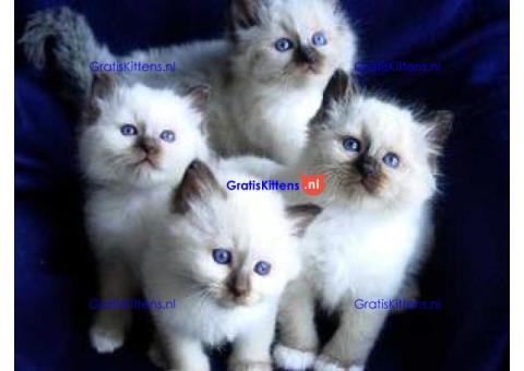 Seal Point Birman Kittens nu beschikbaar