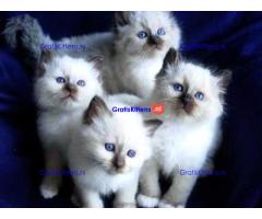 Seal Point Birman Kittens nu beschikbaar