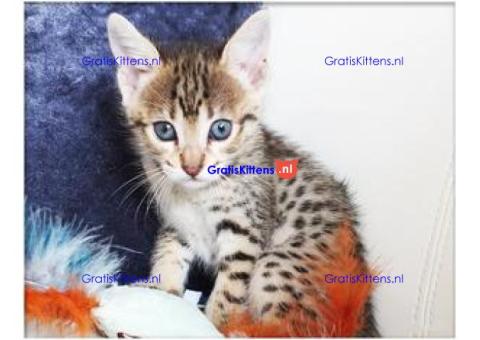 Savannah Kittens Beschikbaar