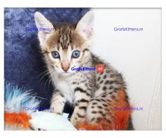Savannah Kittens Beschikbaar