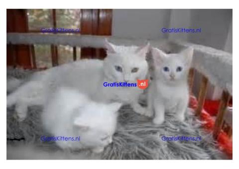 Schattige munchkin kittens te koop