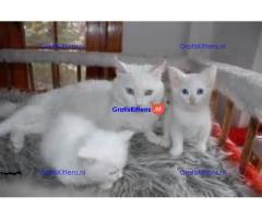 Schattige munchkin kittens te koop