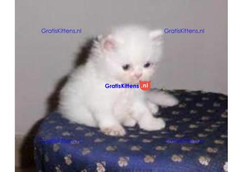 SCHATTIGE Perzische kat ter herplaatsing.