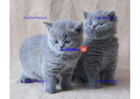 Stevige Britse Blauwe kittens