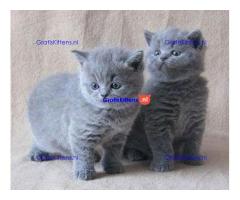 Stevige Britse Blauwe kittens