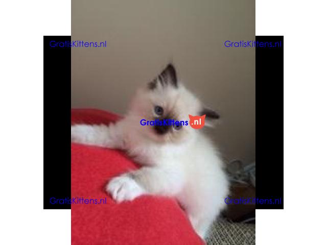 Ragdollkittens, mannetjes en vrouwtjes, klaar voor een nieuw thuis