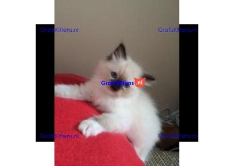Ragdollkittens, mannetjes en vrouwtjes, klaar voor een nieuw thuis