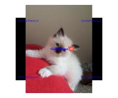 Ragdollkittens, mannetjes en vrouwtjes, klaar voor een nieuw thuis