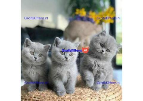 Prachtige Britse korthaar kittens