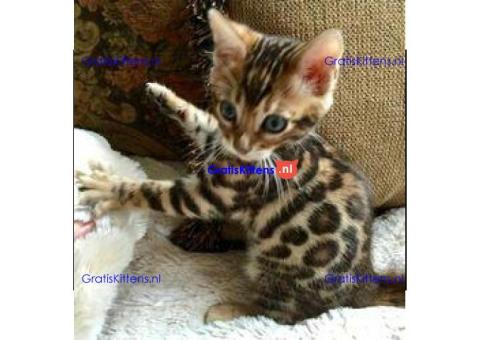 2 TICA-geregistreerde Bengaalse kittens te koop