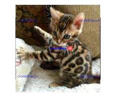 2 TICA-geregistreerde Bengaalse kittens te koop