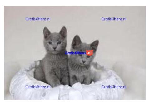 Schattige Russisch Blauwe kittens te koop