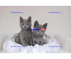 Schattige Russisch Blauwe kittens te koop