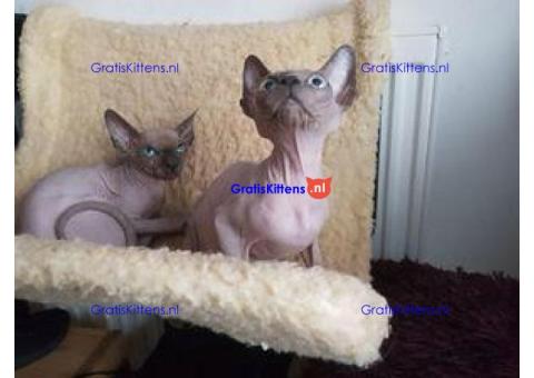 Sphynx Kittens met Blauwe Ogen Nu Klaar