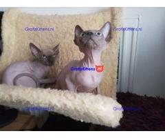 Sphynx Kittens met Blauwe Ogen Nu Klaar