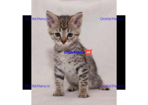 Prachtige Savannah F4 Kittens