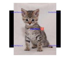 Prachtige Savannah F4 Kittens
