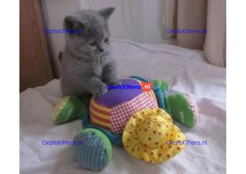Prachtige, speelse Britse Korthaar Chinchilla Kittens