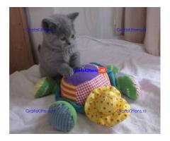 Prachtige, speelse Britse Korthaar Chinchilla Kittens