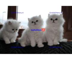 Prachtige Chinchilla Perzische Kittens