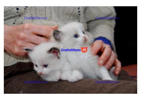 Ragdoll kittens nu beschikbaar