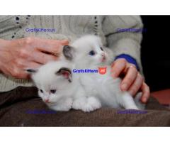 Ragdoll kittens nu beschikbaar