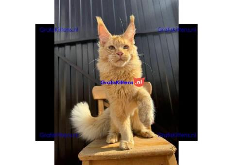 Schattige Maine Coon kittens beschikbaar voor adoptie en herplaatsing