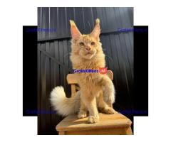 Schattige Maine Coon kittens beschikbaar voor adoptie en herplaatsing