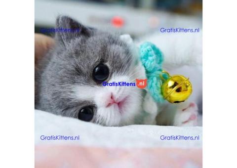 Schattige Munchkin-kittens beschikbaar