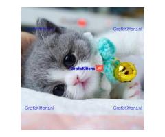 Schattige Munchkin-kittens beschikbaar