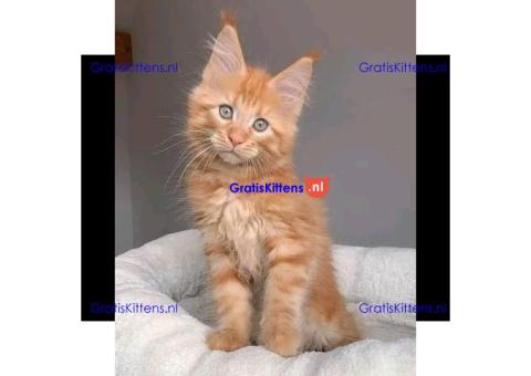 Maine Coon Kittens Te Koop