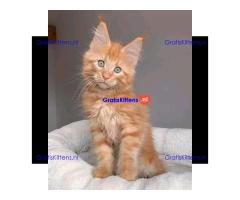 Maine Coon Kittens Te Koop