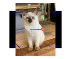 Balinese kittens te koop
