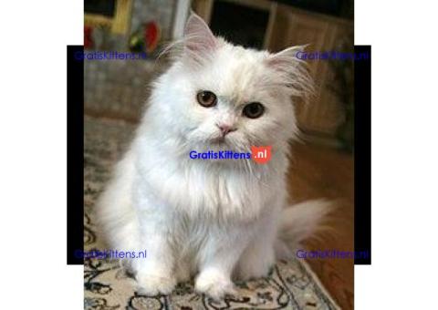 Schattige witte Perzische kitten ter adoptie