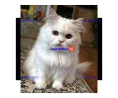 Schattige witte Perzische kitten ter adoptie